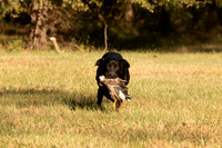 NEUSE RETRIEVER CLUB FALL HUNT TEST 2020