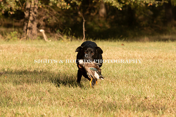 NEUSE RETRIEVER CLUB FALL HUNT TEST 2020