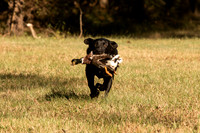 NEUSE RETRIEVER CLUB FALL HUNT TEST 2020