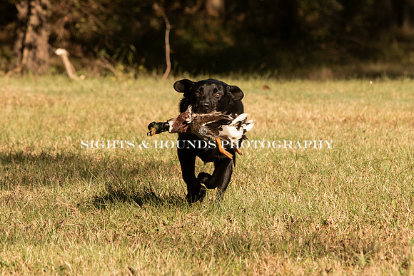 NEUSE RETRIEVER CLUB FALL HUNT TEST 2020