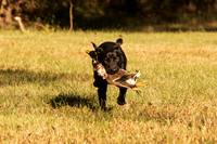 NEUSE RETRIEVER CLUB FALL HUNT TEST 2020