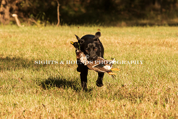 NEUSE RETRIEVER CLUB FALL HUNT TEST 2020