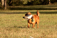 NEUSE RETRIEVER CLUB FALL HUNT TEST 2020