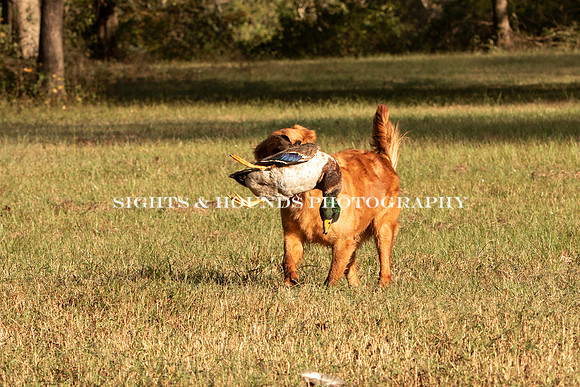 NEUSE RETRIEVER CLUB FALL HUNT TEST 2020