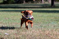 NEUSE RETRIEVER CLUB FALL HUNT TEST 2020