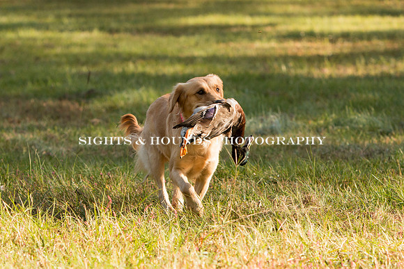 NEUSE RETRIEVER CLUB FALL HUNT TEST 2020
