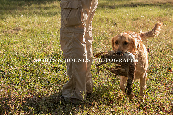 NEUSE RETRIEVER CLUB FALL HUNT TEST 2020