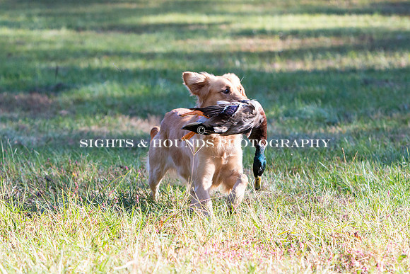 NEUSE RETRIEVER CLUB FALL HUNT TEST 2020
