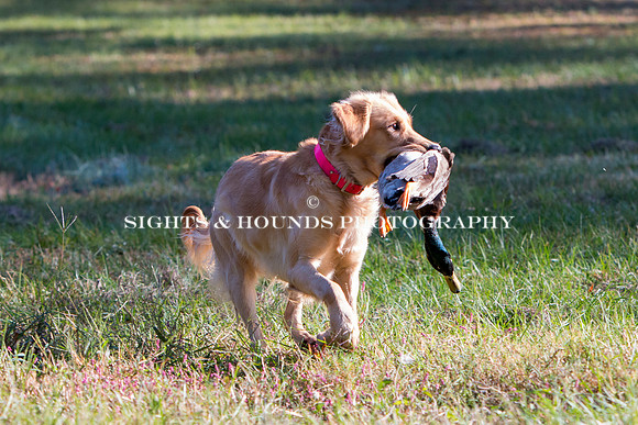 NEUSE RETRIEVER CLUB FALL HUNT TEST 2020