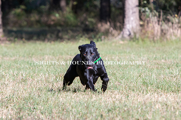 NEUSE RETRIEVER CLUB FALL HUNT TEST 2020