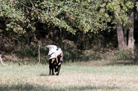 NEUSE RETRIEVER CLUB FALL HUNT TEST 2020