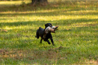 NEUSE RETRIEVER CLUB FALL HUNT TEST 2020