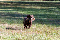 NEUSE RETRIEVER CLUB FALL HUNT TEST 2020