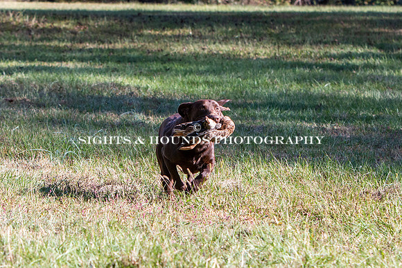 NEUSE RETRIEVER CLUB FALL HUNT TEST 2020