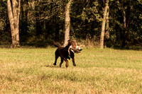 NEUSE RETRIEVER CLUB FALL HUNT TEST 2020