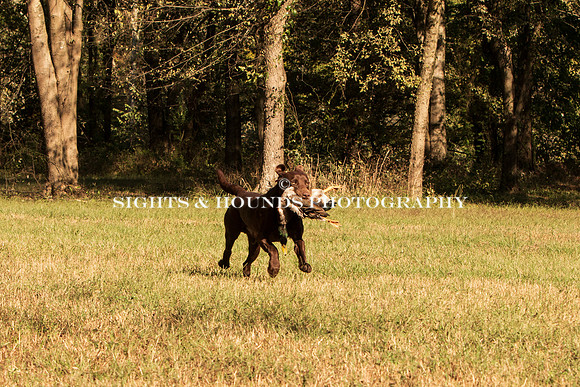 NEUSE RETRIEVER CLUB FALL HUNT TEST 2020