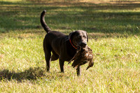 NEUSE RETRIEVER CLUB FALL HUNT TEST 2020