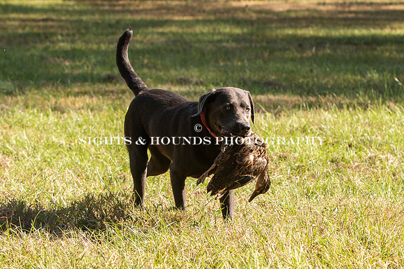 NEUSE RETRIEVER CLUB FALL HUNT TEST 2020
