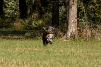 NEUSE RETRIEVER CLUB FALL HUNT TEST 2020