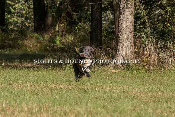 NEUSE RETRIEVER CLUB FALL HUNT TEST 2020