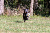 NEUSE RETRIEVER CLUB FALL HUNT TEST 2020