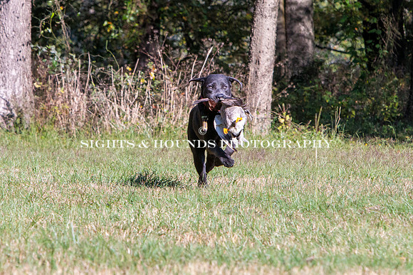NEUSE RETRIEVER CLUB FALL HUNT TEST 2020