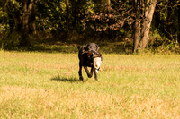 NEUSE RETRIEVER CLUB FALL HUNT TEST 2020