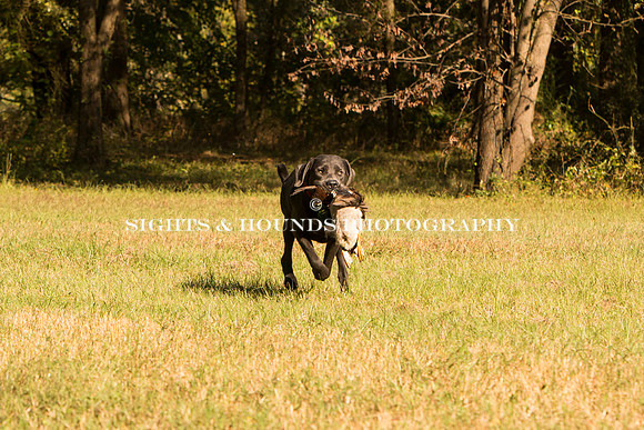 NEUSE RETRIEVER CLUB FALL HUNT TEST 2020
