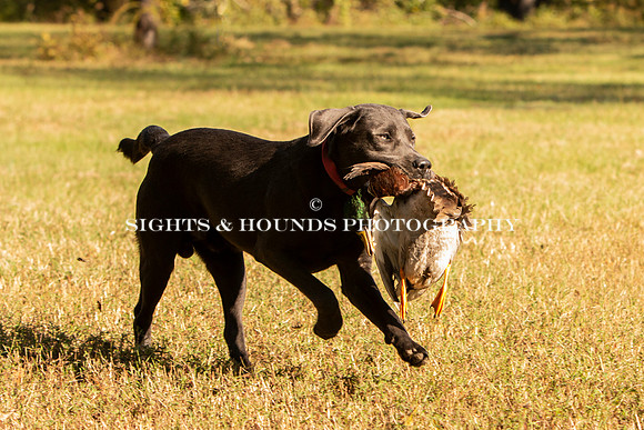 NEUSE RETRIEVER CLUB FALL HUNT TEST 2020