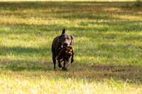 NEUSE RETRIEVER CLUB FALL HUNT TEST 2020