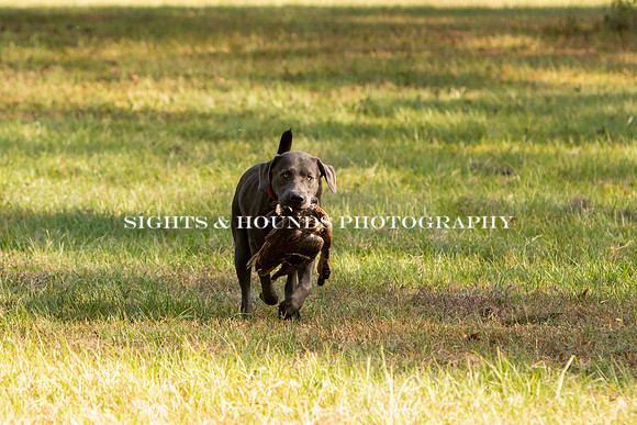NEUSE RETRIEVER CLUB FALL HUNT TEST 2020