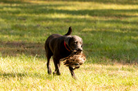 NEUSE RETRIEVER CLUB FALL HUNT TEST 2020