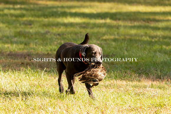 NEUSE RETRIEVER CLUB FALL HUNT TEST 2020