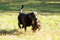 NEUSE RETRIEVER CLUB FALL HUNT TEST 2020