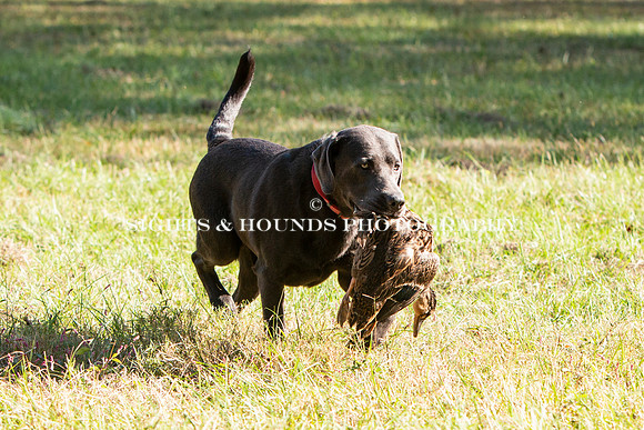 NEUSE RETRIEVER CLUB FALL HUNT TEST 2020