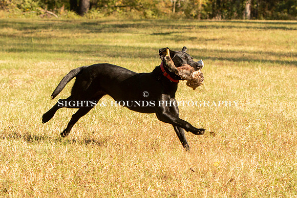 NEUSE RETRIEVER CLUB FALL HUNT TEST 2020