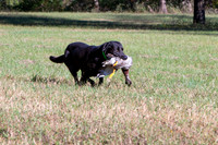 NEUSE RETRIEVER CLUB FALL HUNT TEST 2020