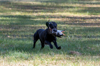 NEUSE RETRIEVER CLUB FALL HUNT TEST 2020
