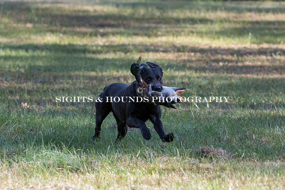 NEUSE RETRIEVER CLUB FALL HUNT TEST 2020