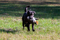 NEUSE RETRIEVER CLUB FALL HUNT TEST 2020