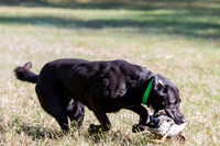 NEUSE RETRIEVER CLUB FALL HUNT TEST 2020