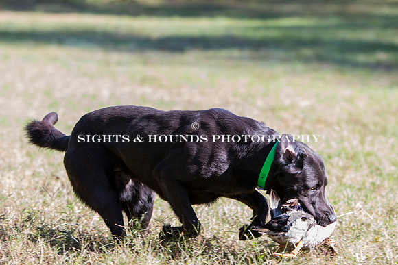 NEUSE RETRIEVER CLUB FALL HUNT TEST 2020