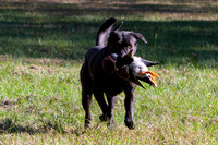 NEUSE RETRIEVER CLUB FALL HUNT TEST 2020