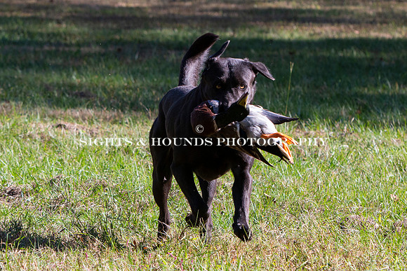 NEUSE RETRIEVER CLUB FALL HUNT TEST 2020