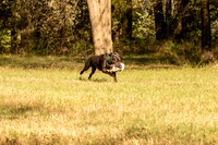 NEUSE RETRIEVER CLUB FALL HUNT TEST 2020