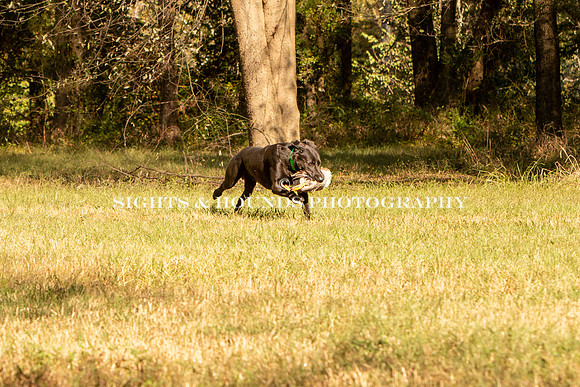 NEUSE RETRIEVER CLUB FALL HUNT TEST 2020