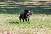 NEUSE RETRIEVER CLUB FALL HUNT TEST 2020