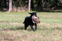 NEUSE RETRIEVER CLUB FALL HUNT TEST 2020