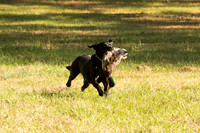 NEUSE RETRIEVER CLUB FALL HUNT TEST 2020