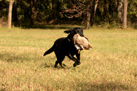 NEUSE RETRIEVER CLUB FALL HUNT TEST 2020